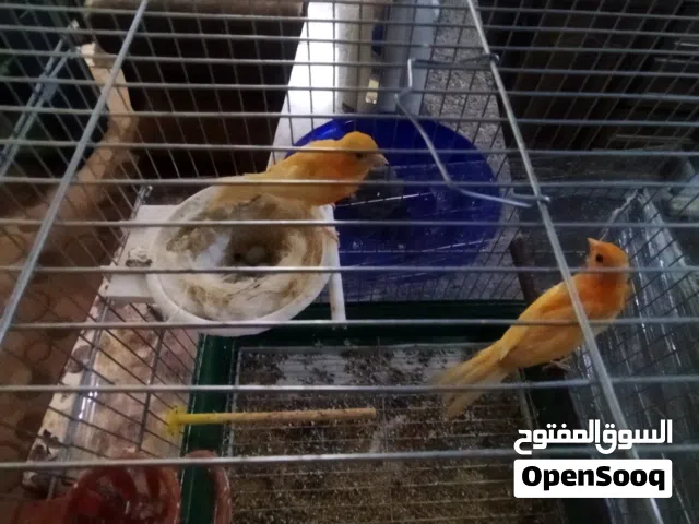 طيور كنار احمر