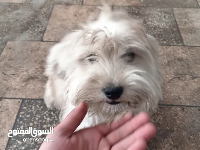 كلب للبيع بحالة ممتازة