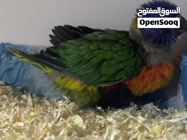 لوري ريمبو