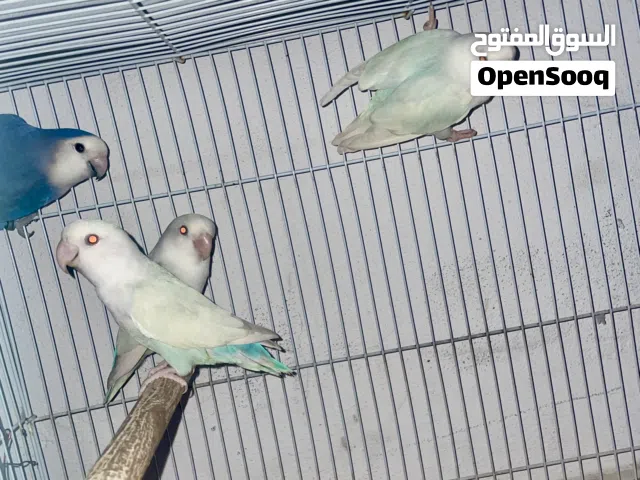 Love Birds