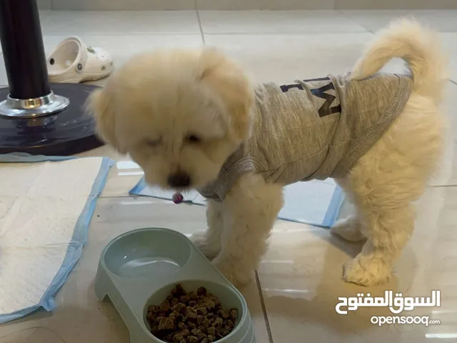 جرو مالتيز عمر 4 اشهر مطعم للبيع