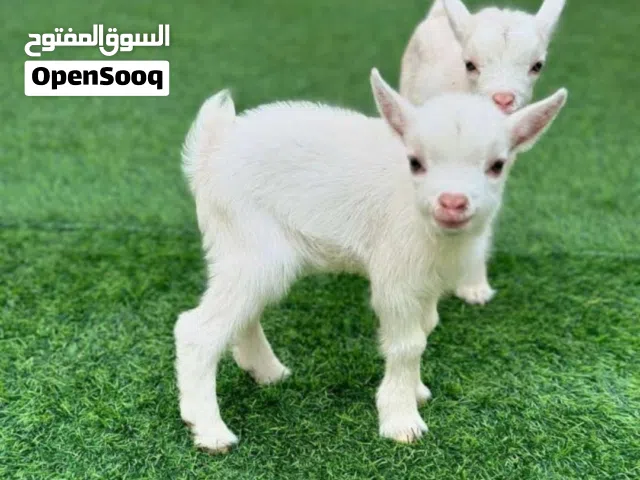 ماعز قزم جميل جدا ماعز قزم مستوى عالي وبصحه ممتازه جدا عرض لفتره محدوده السعر 800درهم الحبه
