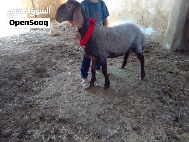 بسم الله ماشاء الله تبارك الرحمن عبر ثنتين نخب اول عمرهن 8اشهر عبر مقنوي الله يطرح البركه لصاحب النص