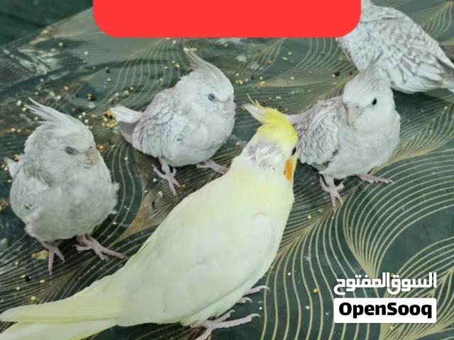 كوكتيل الليف عمر 55 يوم