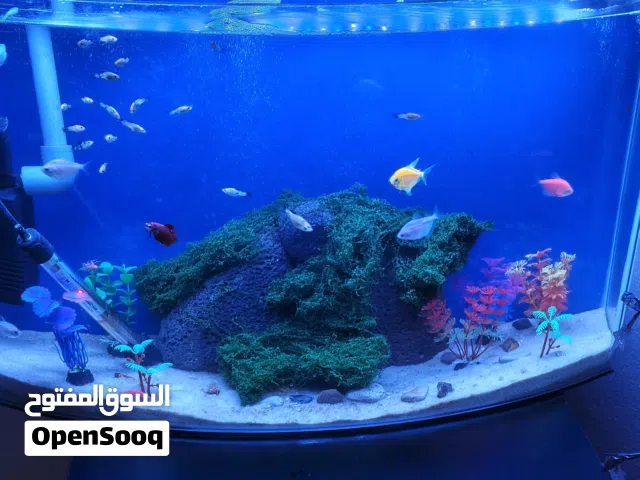 حوض عرضه 67 العمق من نص الحوض 24 ارتفاع 42 معاه فلتر و ضائه و رمل سليكا و حجار كل زينه مع دفايه مطلو