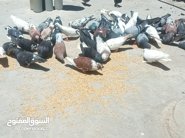 حمام نخب نخب