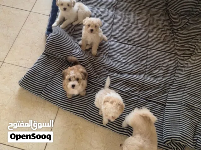 للبيع مالتيز بيور Maltese Pure