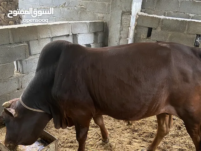 ثيران مطعومه