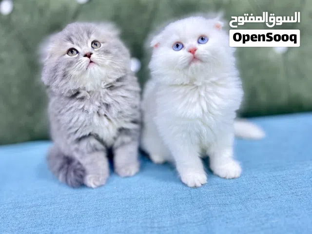 قطط عمر شهرين