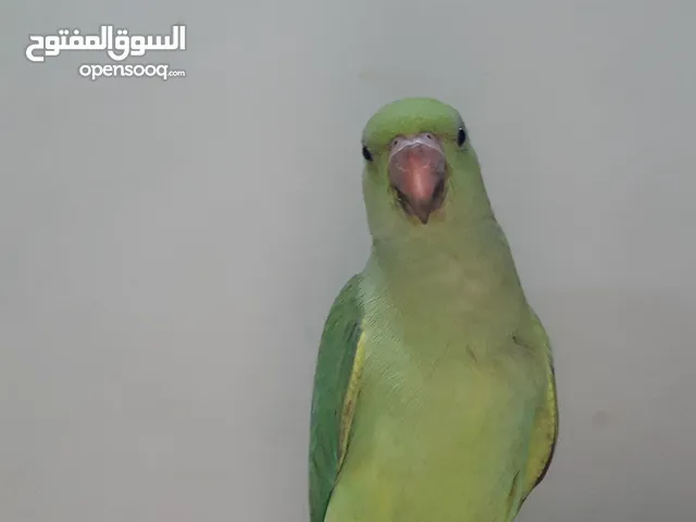 متو أليف ويأكل بروحه للبيع
