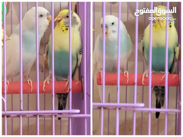 زوج بادجي شباب جاهز للانتاج
