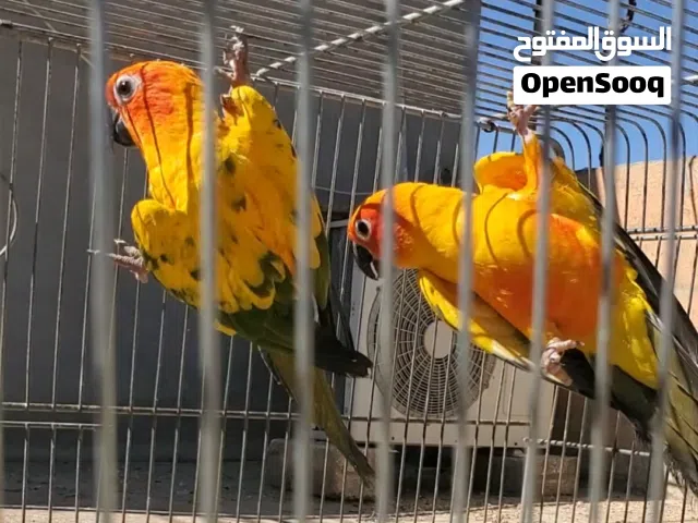 جوز صن كنيور شغال