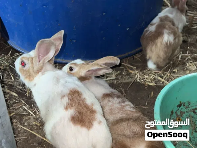 ارانب كبار الاغلب عشار ومحصنات من الامراض