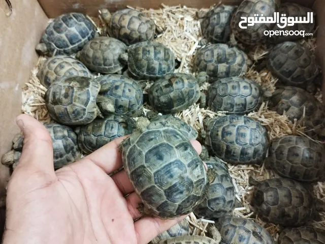 سلاحف برية يونانية