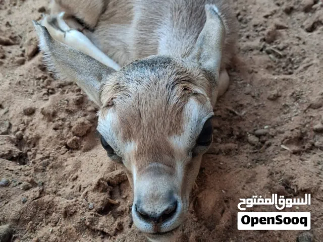 حيوانات متنوعة