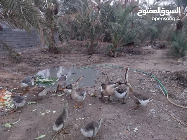 بط كندي وعربي للبيع