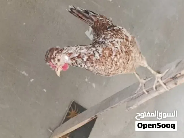 متاح سيت افرك كويتي ترثه ماكنتوش ورد الباكله