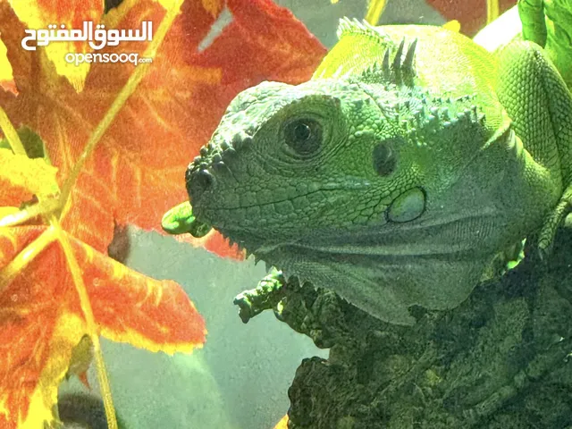 للبيع اغوانا خضراء كبيرة