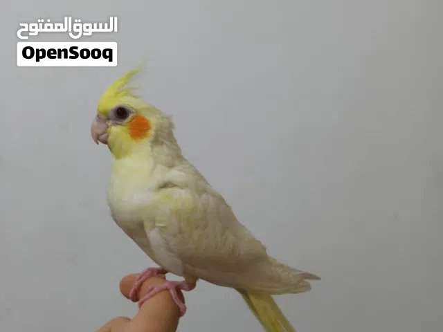 كروان لاتينو عيون حمر اليف