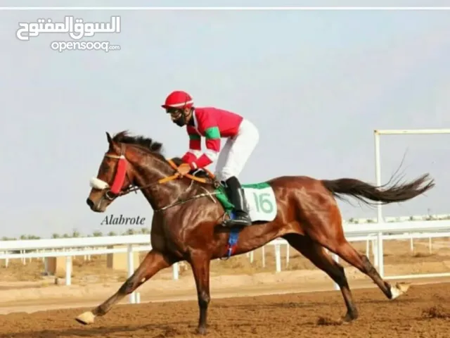 للبيع حصان عربي اصيل