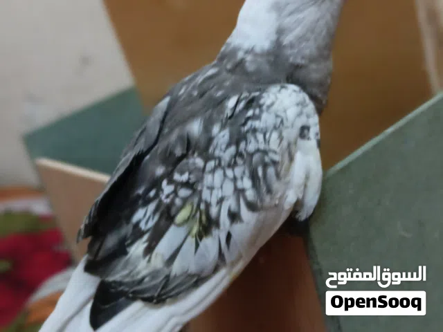 طير قرون اليف. جده بدون قفص