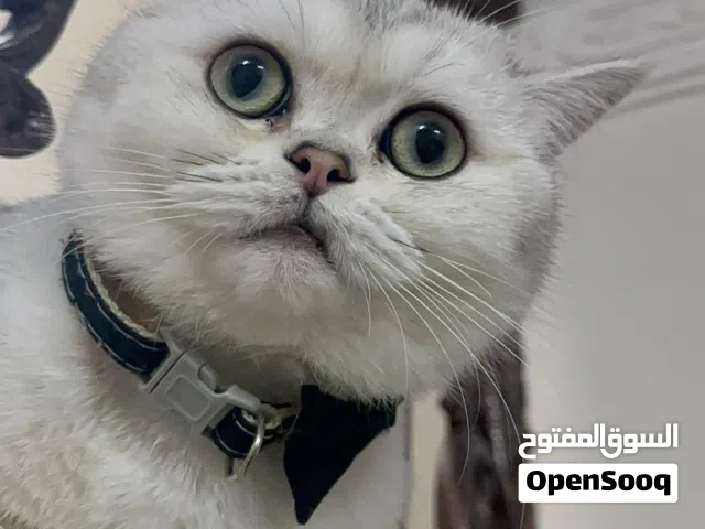 سكوتش ستريت بيور AY12