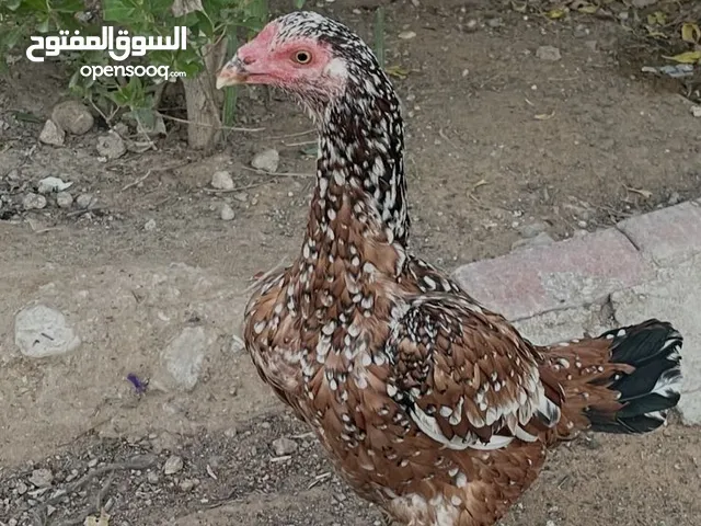 دياي باكستانية ميوالي معها 6 فرخ