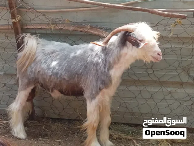 تيس رحبي  للبيع