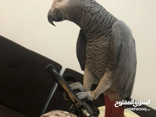 ببغاء مفقود في منطقة الكريميه