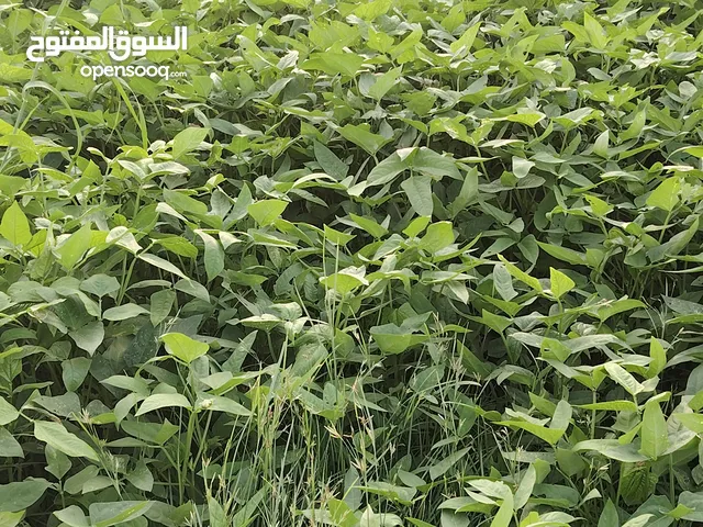 لوبيا للبيع الربطه او بشكل يومي