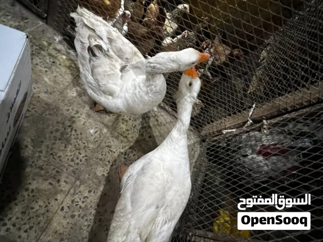 وز ملكي اشياء نوادر