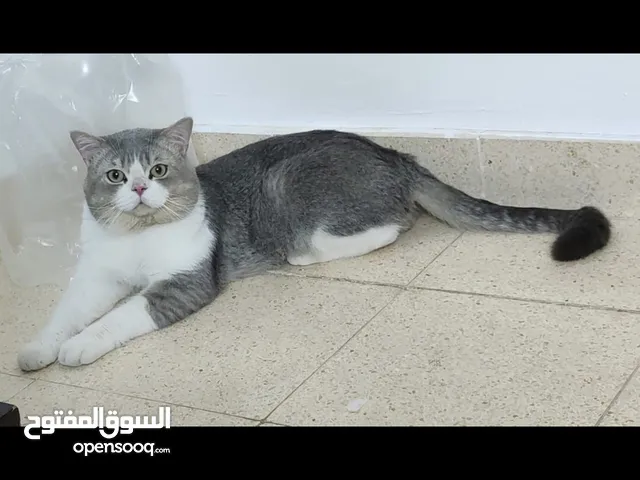 سكوتش ستريت بيعه مستعجله قابل للتخفيض و كذالك اقابل للبدل بطيور *  *