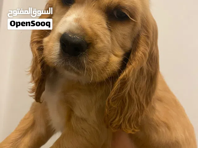 كلبه كوكر سبانيل عندها 67 يوم صحتها كويسه جدا