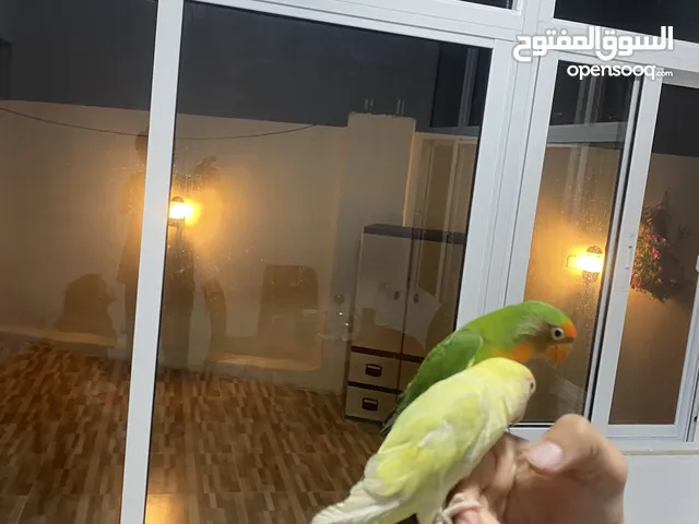 جوز روز أليفات للبيع