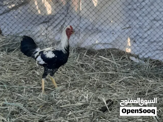 ديك باكستاني للبيع