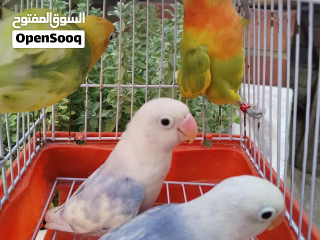 فيشرات اوبلاين مستويات خياال