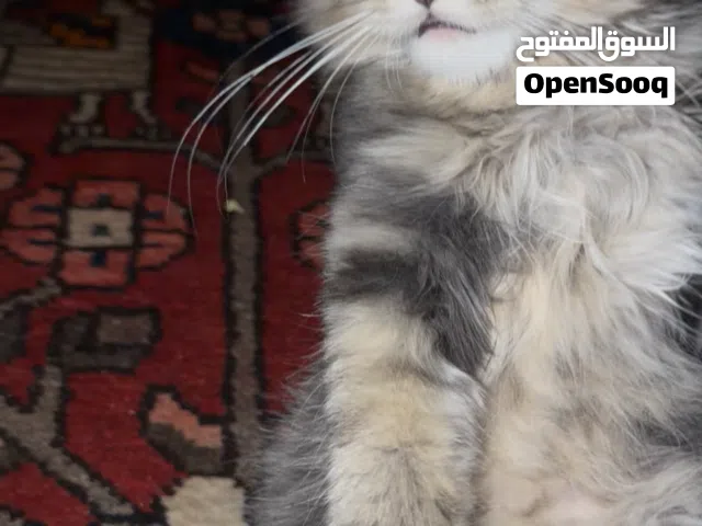 •	قط هجين ماين كون × شيرازي فاخر