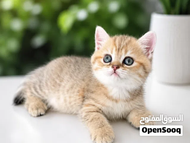 بنات اسكوتش