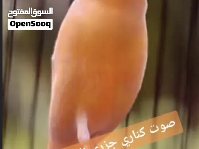مطلوب طير كنار ذكر