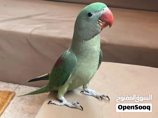طير نيبالي للبيع الوصف مهم
