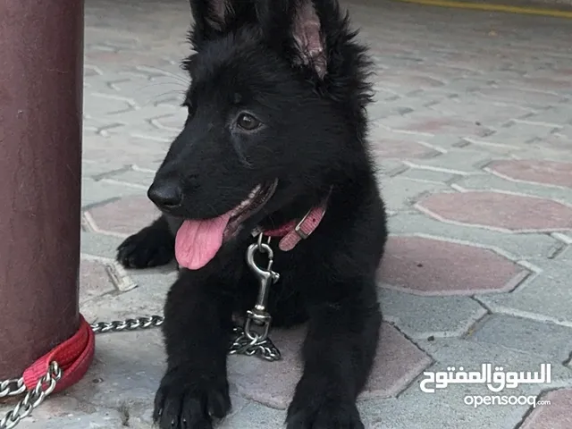 جرو جيرمن بلاك جاك انثى