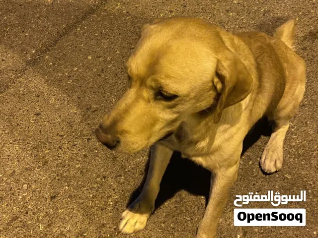 كلب جولدن قابل للتفاوض