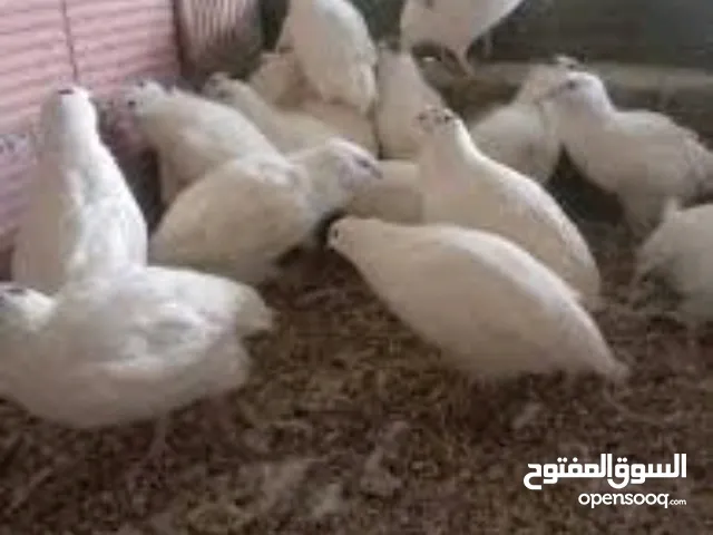 متوفر سمان جانبو وعادي