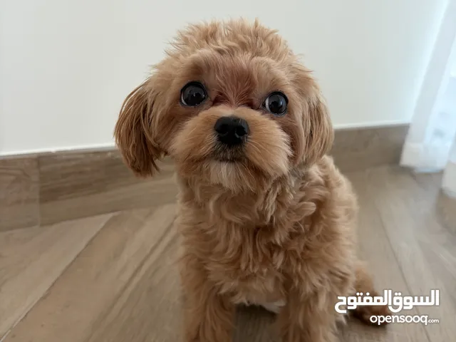South Korean teacup Maltipoo pure breed