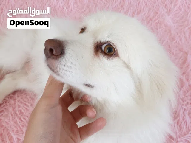 كلب بوميرينيان أبيض ثلجي كيووت جدًا  (أليف ومُدرب)