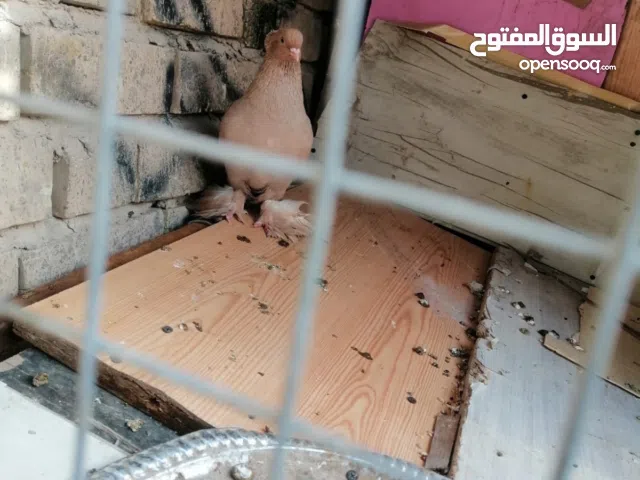 حمامه رواعب فحل اصفر