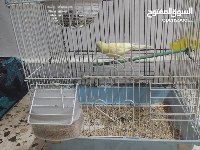 عصفور كنار