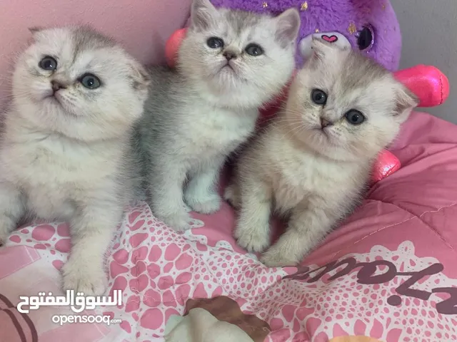 Scottish fold kittens