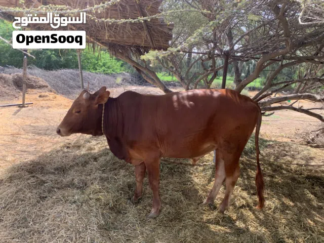 ماشاء الله للراغبين في شراء اضحية للعيد ثور محلي مطعوم وعمره سنتين.