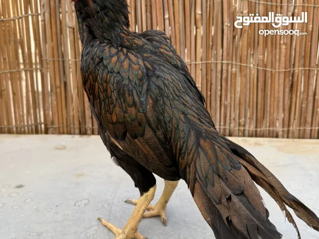 ديك ميوالي ماديا